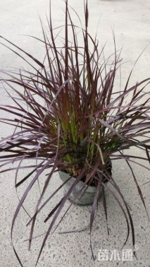 高度45厘米紫叶狼尾草