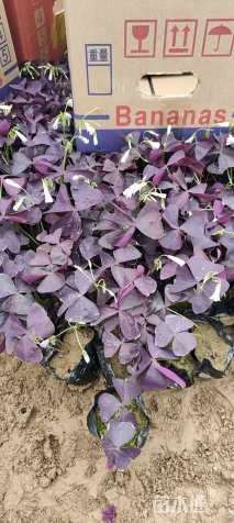 高度10厘米紫叶酢浆草