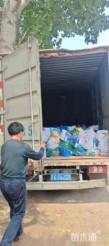 高度20厘米金叶佛甲草