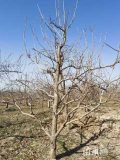 高度300厘米阳丰甜柿