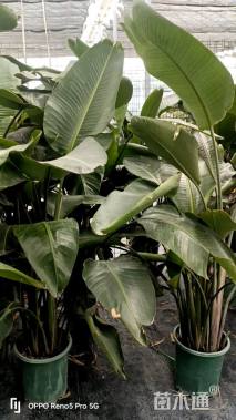 高度140厘米鹤望兰