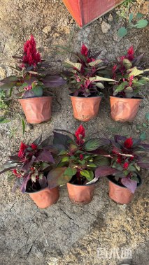 高度18厘米鸡冠花