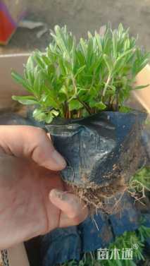 高度8厘米薰衣草