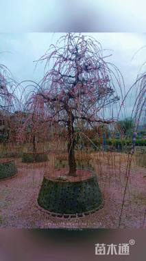 高度600厘米垂枝红梅