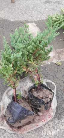 高度40厘米铺地柏