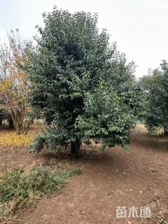 高度500厘米丛生大叶女贞