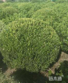 冠幅100厘米瓜子黄杨球