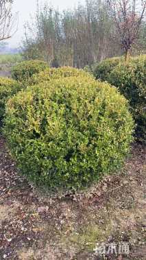 冠幅130厘米小叶黄杨球