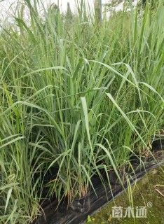 高度40厘米柳枝稷