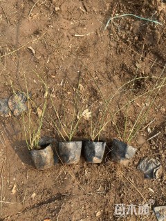 高度30厘米迎春花