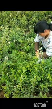 高度40厘米火棘