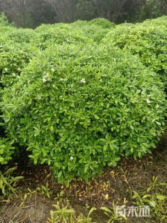 冠幅150厘米海桐球