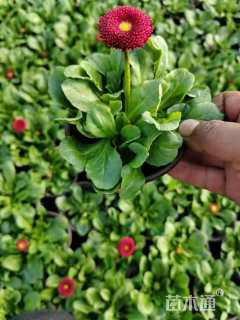 高度10厘米雏菊