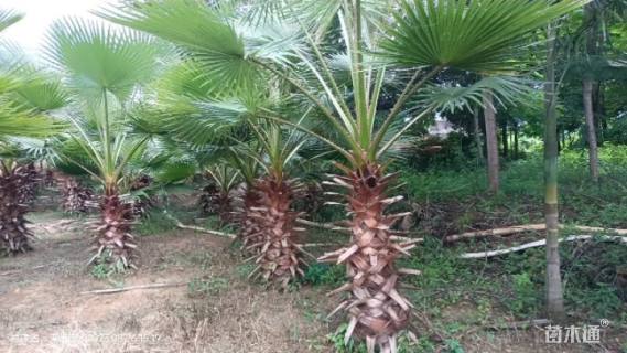 裸干高50厘米大王椰子