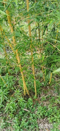 地栽苗黄秆乌哺鸡竹