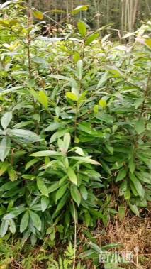 高度30厘米木荷小苗
