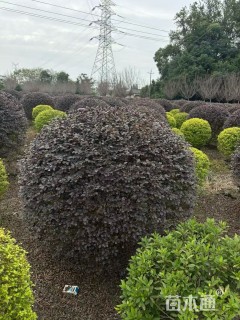 冠幅150厘米红花继木球