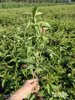 高度80厘米锦带