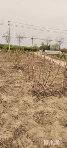 高度100厘米丛生榆叶梅