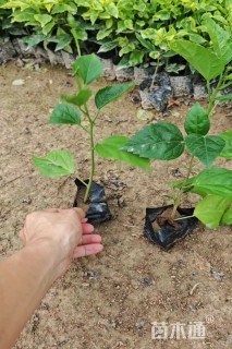 高度30厘米大红花