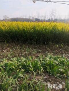 高度25厘米蝴蝶兰