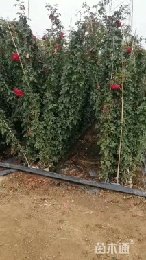 高度200厘米月季