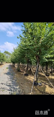 高度550厘米紫荆