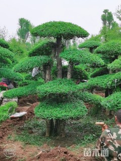 造型对节白蜡