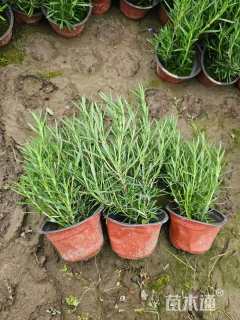 高度20厘米迷迭香