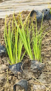 高度40厘米石菖蒲