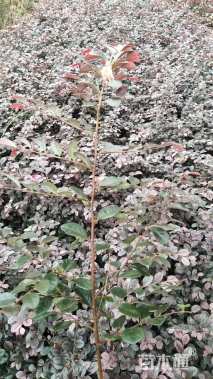 高度35厘米红花继木
