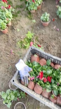 高度5厘米三色堇