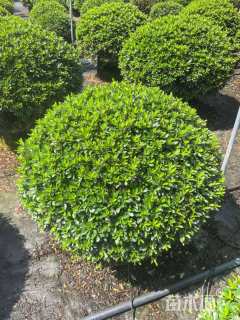 高度30厘米矮婆鹃