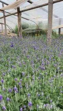 高度25厘米薰衣草