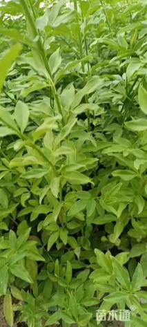 高度45厘米迎春花