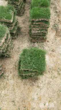 草块状草皮