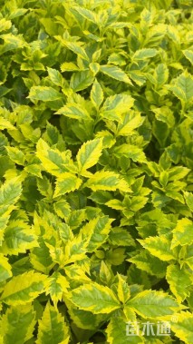 高度20厘米花叶连翘