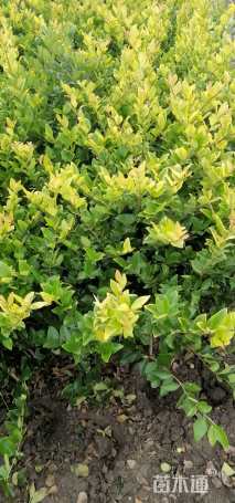 高度50厘米金森女贞