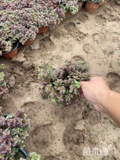 高度8厘米红叶景天