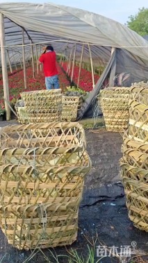 高度20厘米西洋杜鹃