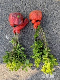 高度35厘米金叶女贞