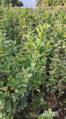 高度120厘米大叶黄杨