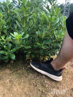 高度40厘米海桐小苗