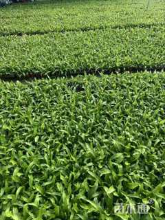 高度22厘米鸟巢蕨