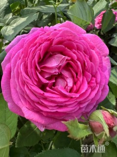 高度35厘米欧洲月季