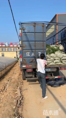 高度100厘米细叶芒