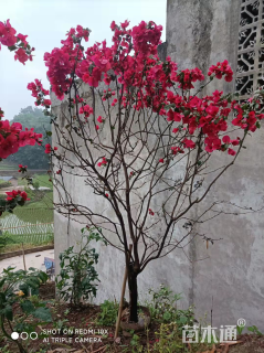 高度140厘米三角梅