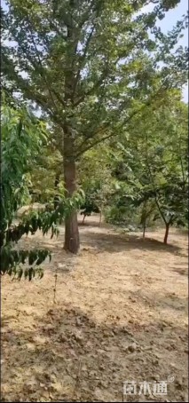 35公分银杏