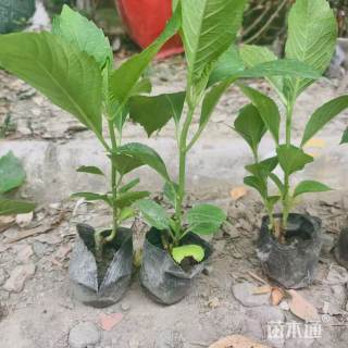 高度35厘米八仙花绣球