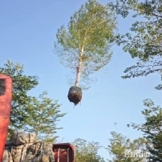 12公分小叶榄仁